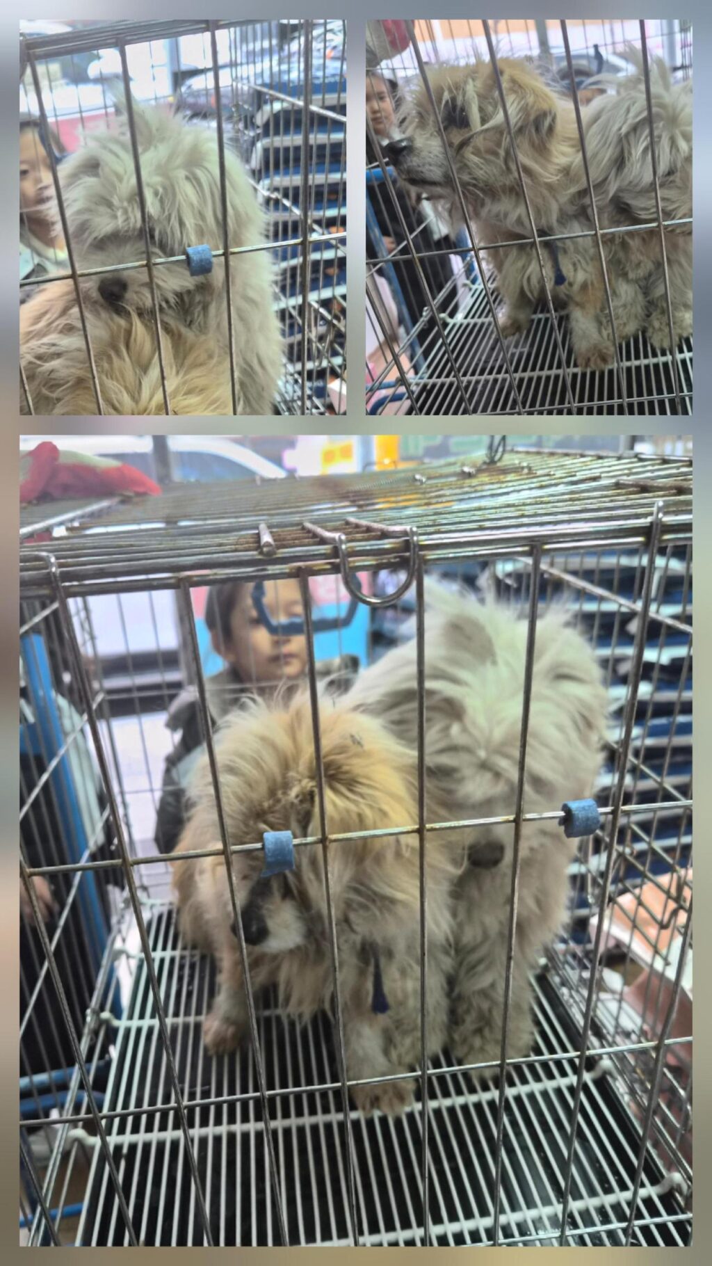 neugle pet 경북 문경 2026 00088