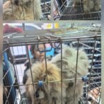 From the Ditch to a Dream: Dori's Journey for International Adoption from Mungyeong, South Korea 11 neugle pet 경북 문경 2026 00088