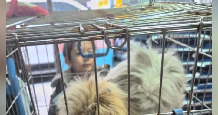 neugle pet 경북 문경 2026 00088