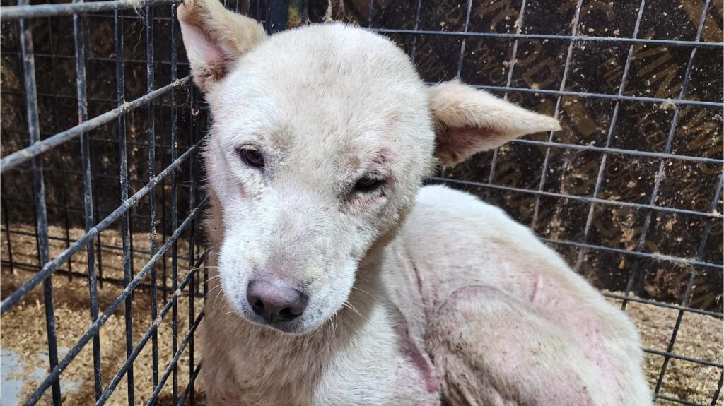 neugle pet 경북 상주 2026 00101