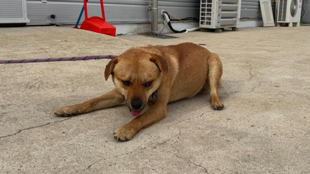 neugle pet 경북 상주 2026 00102