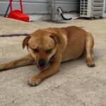 neugle pet 경북 상주 2026 00102