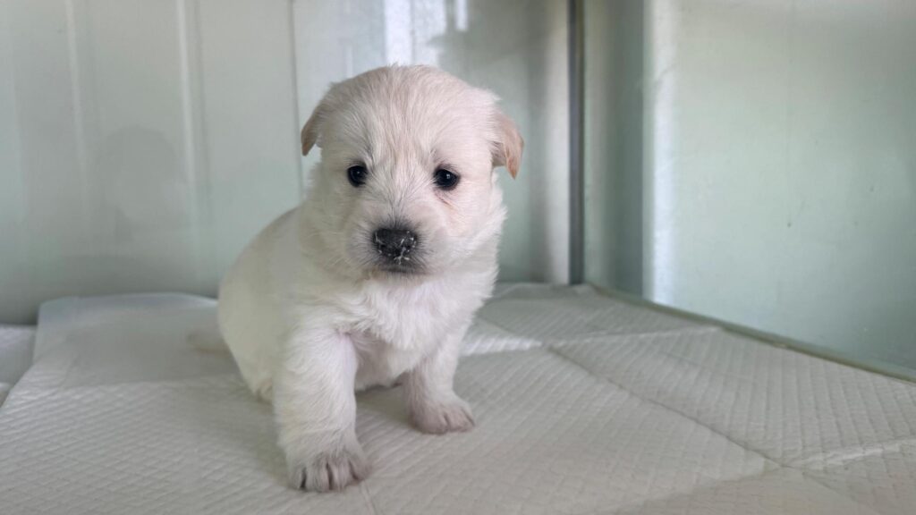 neugle pet 경북 상주 2026 00124