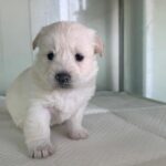 neugle pet 경북 상주 2026 00124