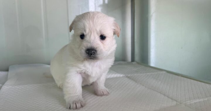 neugle pet 경북 상주 2026 00124