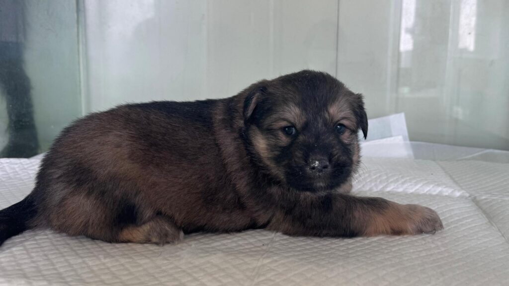 neugle pet 경북 상주 2026 00125