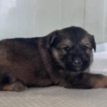Sangju's Gentle Heart: A '믹스견' Puppy's Plea for International Adoption from South Korea 3 neugle pet 경북 상주 2026 00125