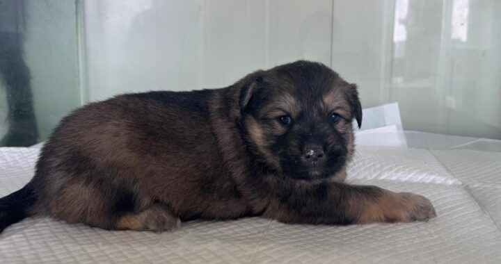 neugle pet 경북 상주 2026 00125