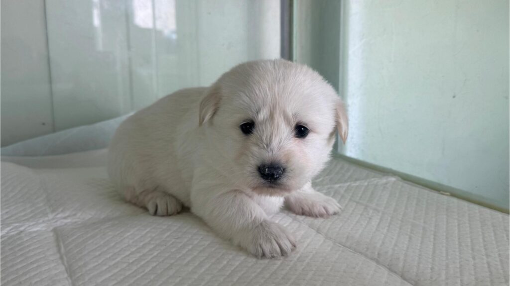 neugle pet 경북 상주 2026 00126