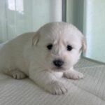 A Gentle Spirit from Sangju: White 믹스견 Puppy Seeks International Adoption from South Korea 6 neugle pet 경북 상주 2026 00126