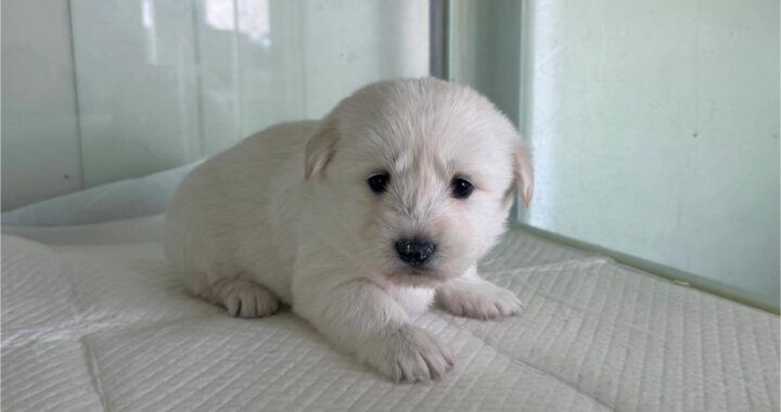 neugle pet 경북 상주 2026 00126