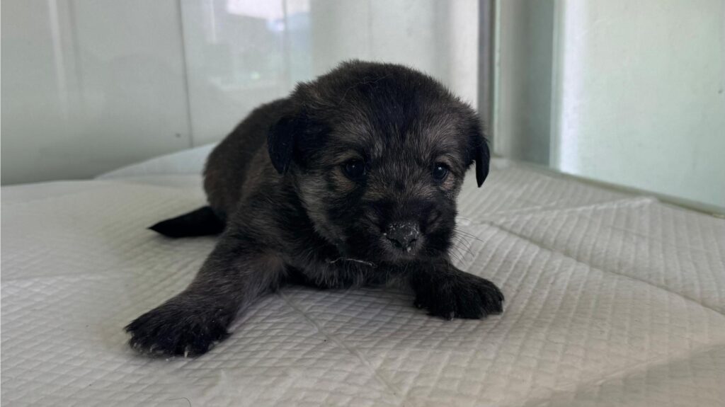 neugle pet 경북 상주 2026 00127