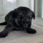 neugle pet 경북 상주 2026 00127