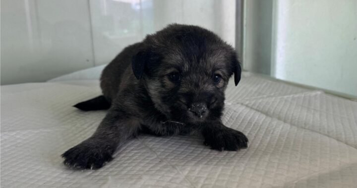 neugle pet 경북 상주 2026 00127