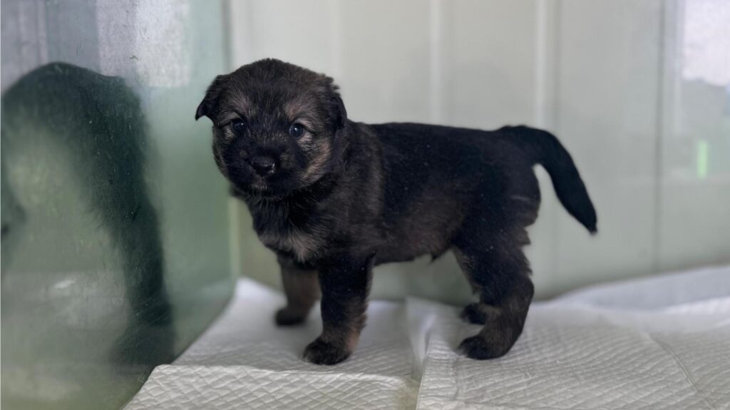 neugle pet 경북 상주 2026 00128