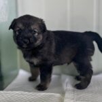 neugle pet 경북 상주 2026 00128