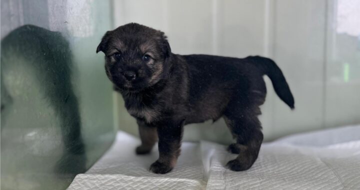 neugle pet 경북 상주 2026 00128