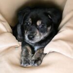 neugle pet 경북 성주 2026 00086