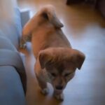 neugle pet 경북 성주 2026 00087