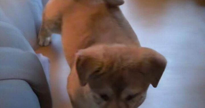 neugle pet 경북 성주 2026 00087