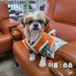 Chuchu: The Loving Shih Tzu from Seongju-gun, South Korea, Awaits a Global Home 5 neugle pet 경북 성주 2026 00092