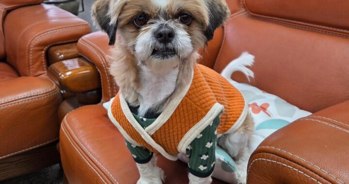 neugle pet 경북 성주 2026 00092