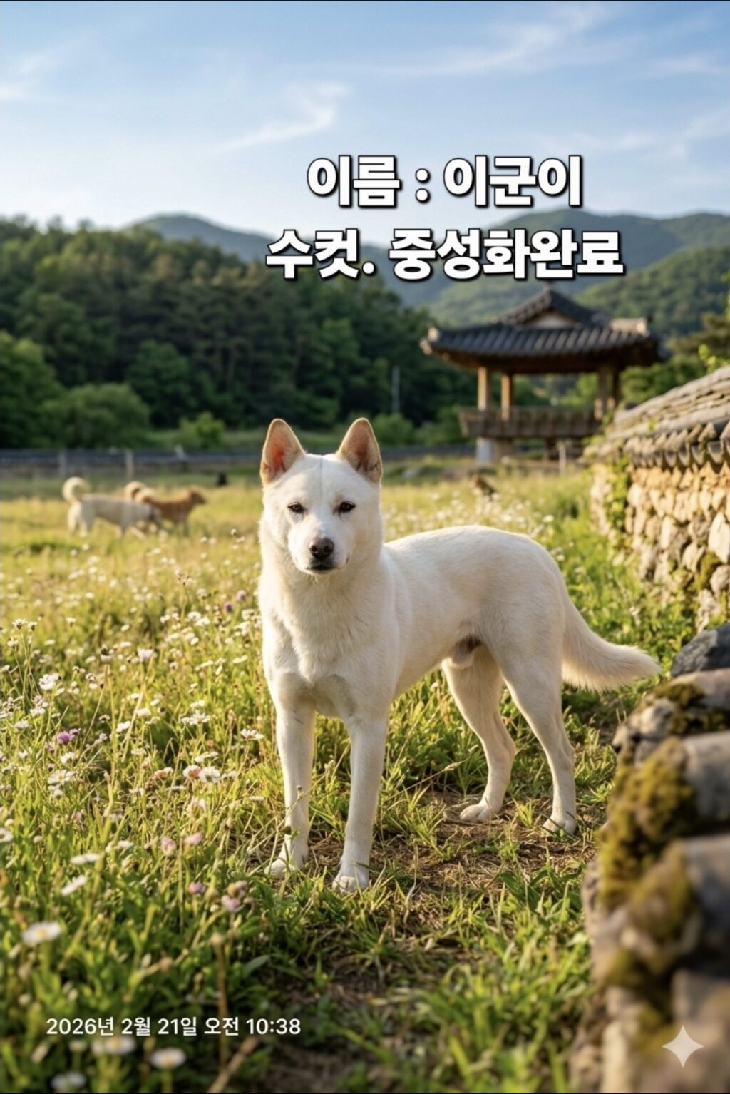 neugle pet 경북 성주 2026 00100