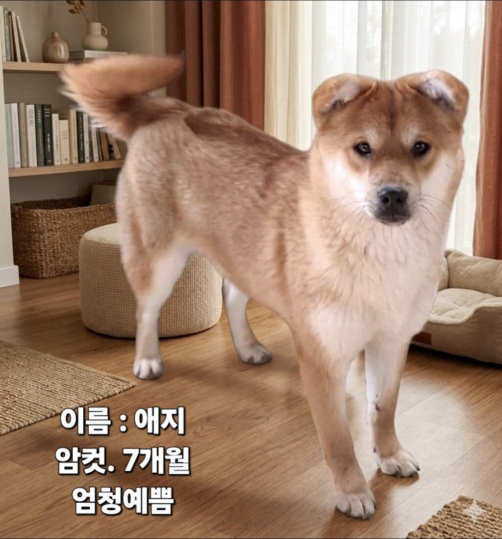 neugle pet 경북 성주 2026 00101