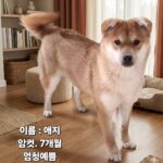 neugle pet 경북 성주 2026 00101