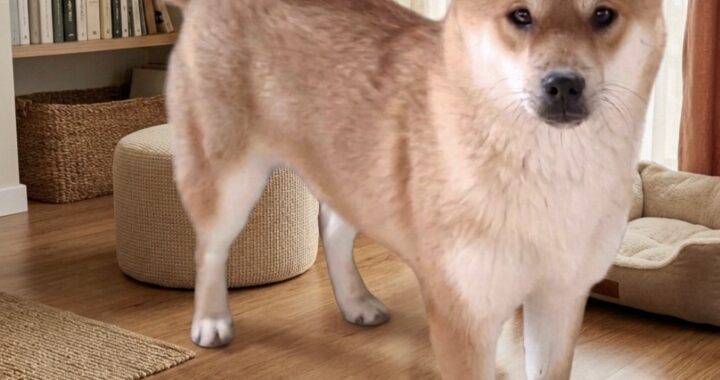 neugle pet 경북 성주 2026 00101