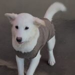 Sungbok: A Beacon of Joy – Adorable, Vaccinated Puppy from Seongju, South Korea Seeks International Adoption 4 neugle pet 경북 성주 2026 00103