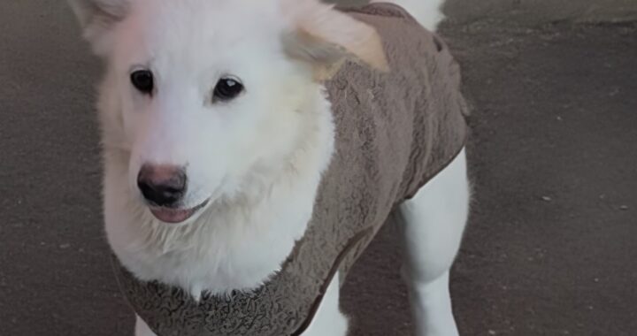 neugle pet 경북 성주 2026 00103