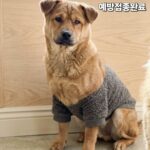 neugle pet 경북 성주 2026 00104