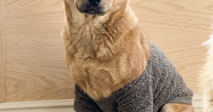 neugle pet 경북 성주 2026 00104