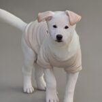 neugle pet 경북 성주 2026 00105