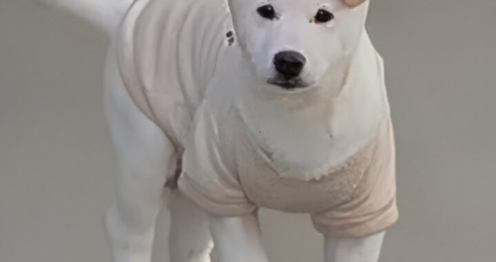 neugle pet 경북 성주 2026 00105