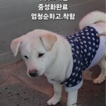 From Seongju's Streets to Your Heart: A Resilient White Pup Awaits International Adoption 8 neugle pet 경북 성주 2026 00106