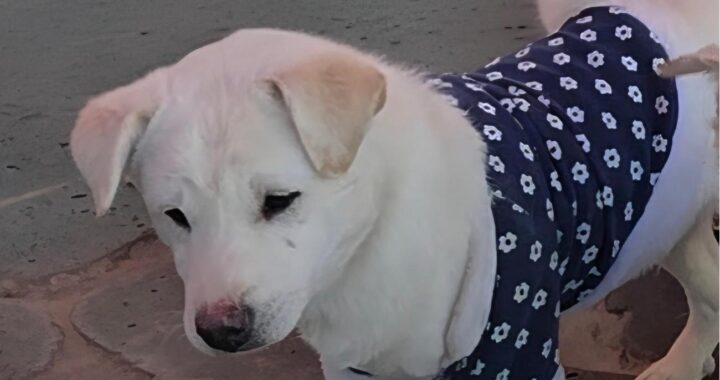 neugle pet 경북 성주 2026 00106