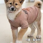 neugle pet 경북 성주 2026 00107