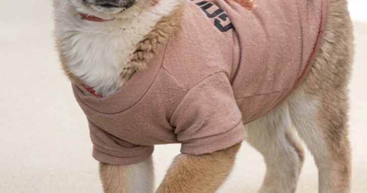 neugle pet 경북 성주 2026 00107