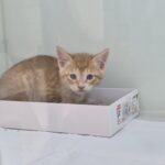 Sunny's Story: A Gentle Yet Wary '믹스묘' Kitten from South Korea Seeks International Adoption 13 neugle pet 경북 영덕 2026 00051