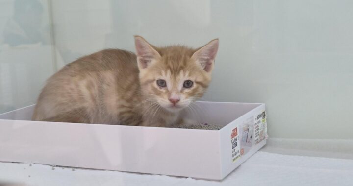 neugle pet 경북 영덕 2026 00051