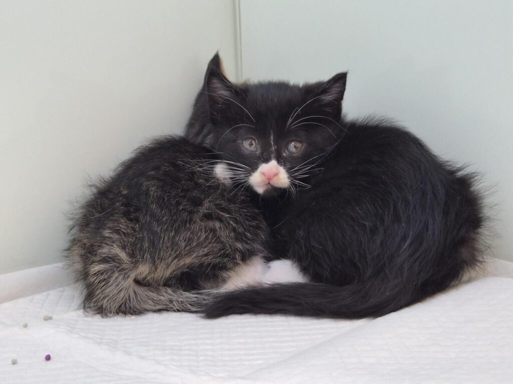 neugle pet 경북 영덕 2026 00052