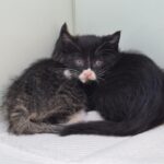 A Gentle Heart in Waiting: Yeongdeok's Tuxedo Kitten Seeks International Adoption 13 neugle pet 경북 영덕 2026 00052