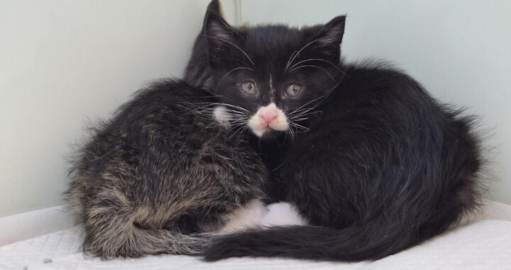 neugle pet 경북 영덕 2026 00052