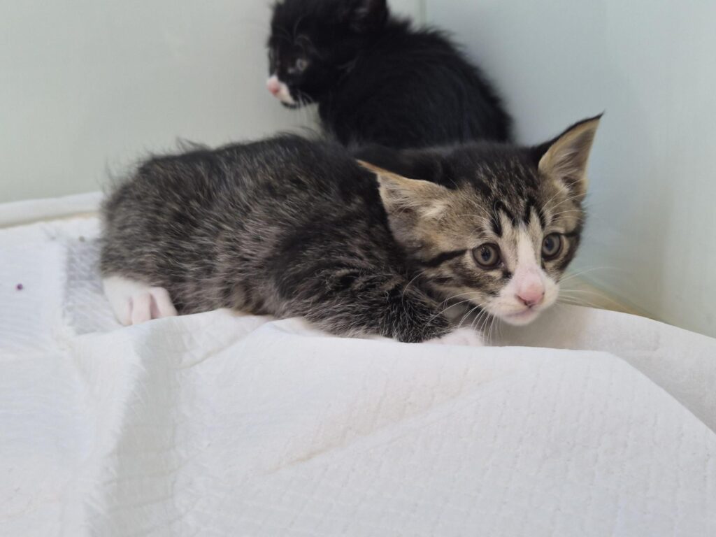 neugle pet 경북 영덕 2026 00053