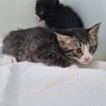 neugle pet 경북 영덕 2026 00053