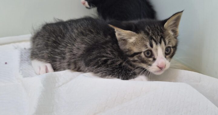 neugle pet 경북 영덕 2026 00053