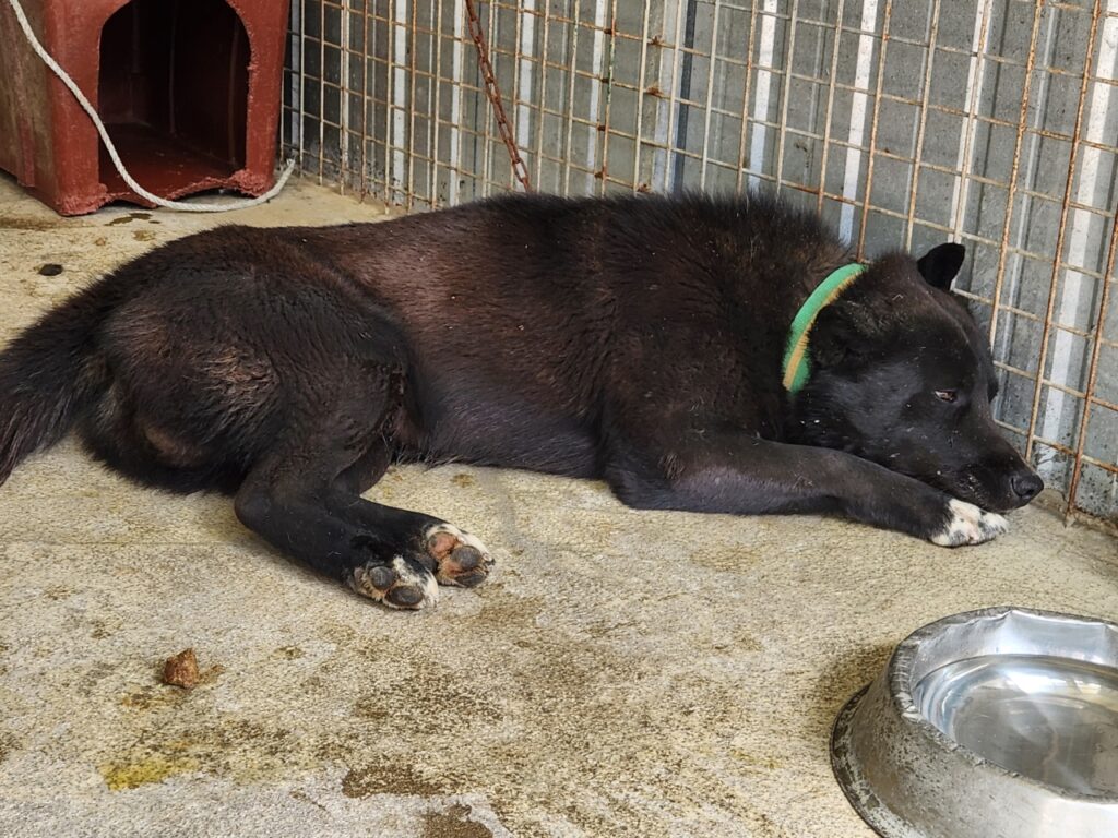 neugle pet 경북 예천 2026 00048