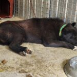 neugle pet 경북 예천 2026 00048